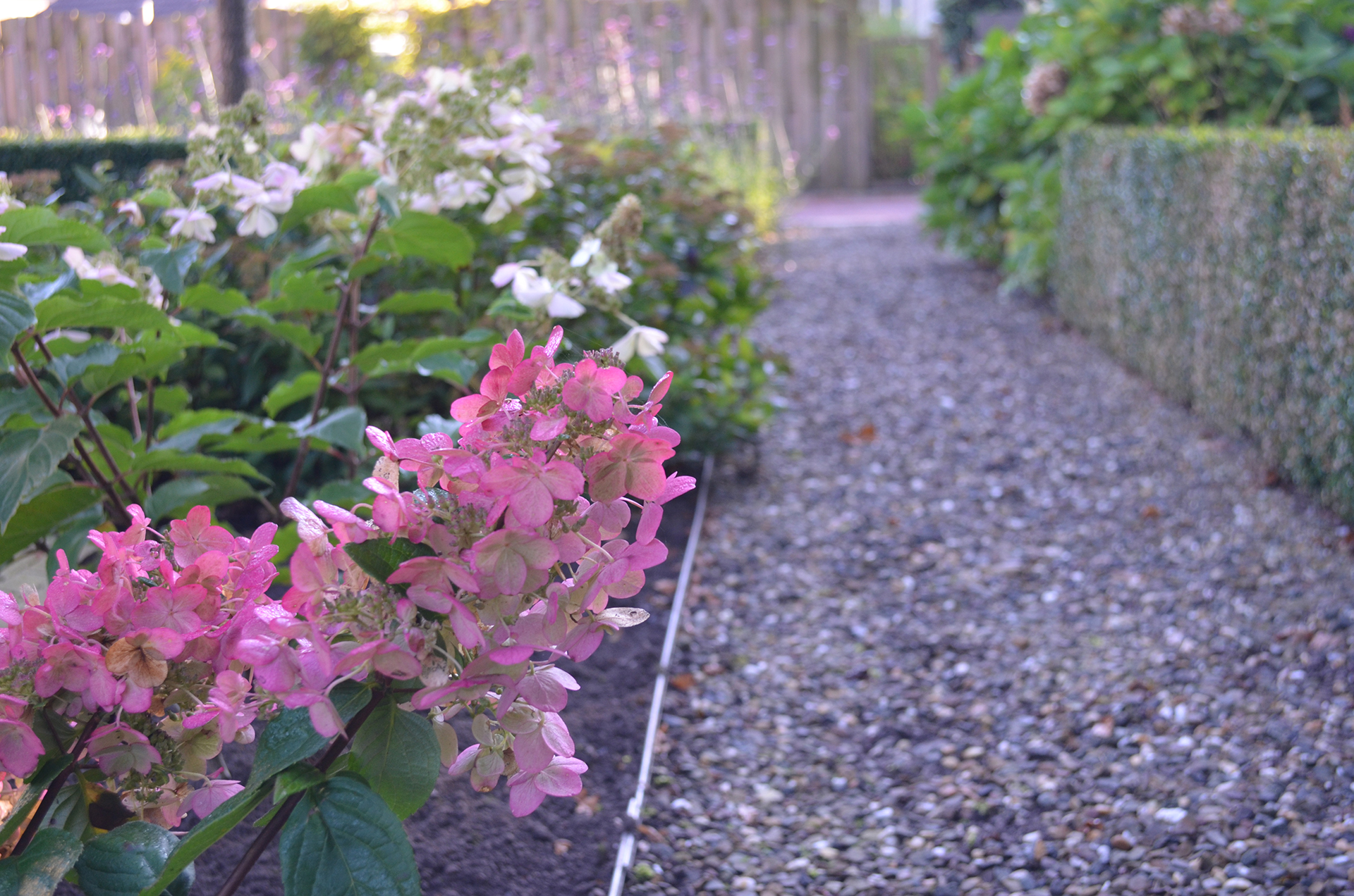 Roze bloemen