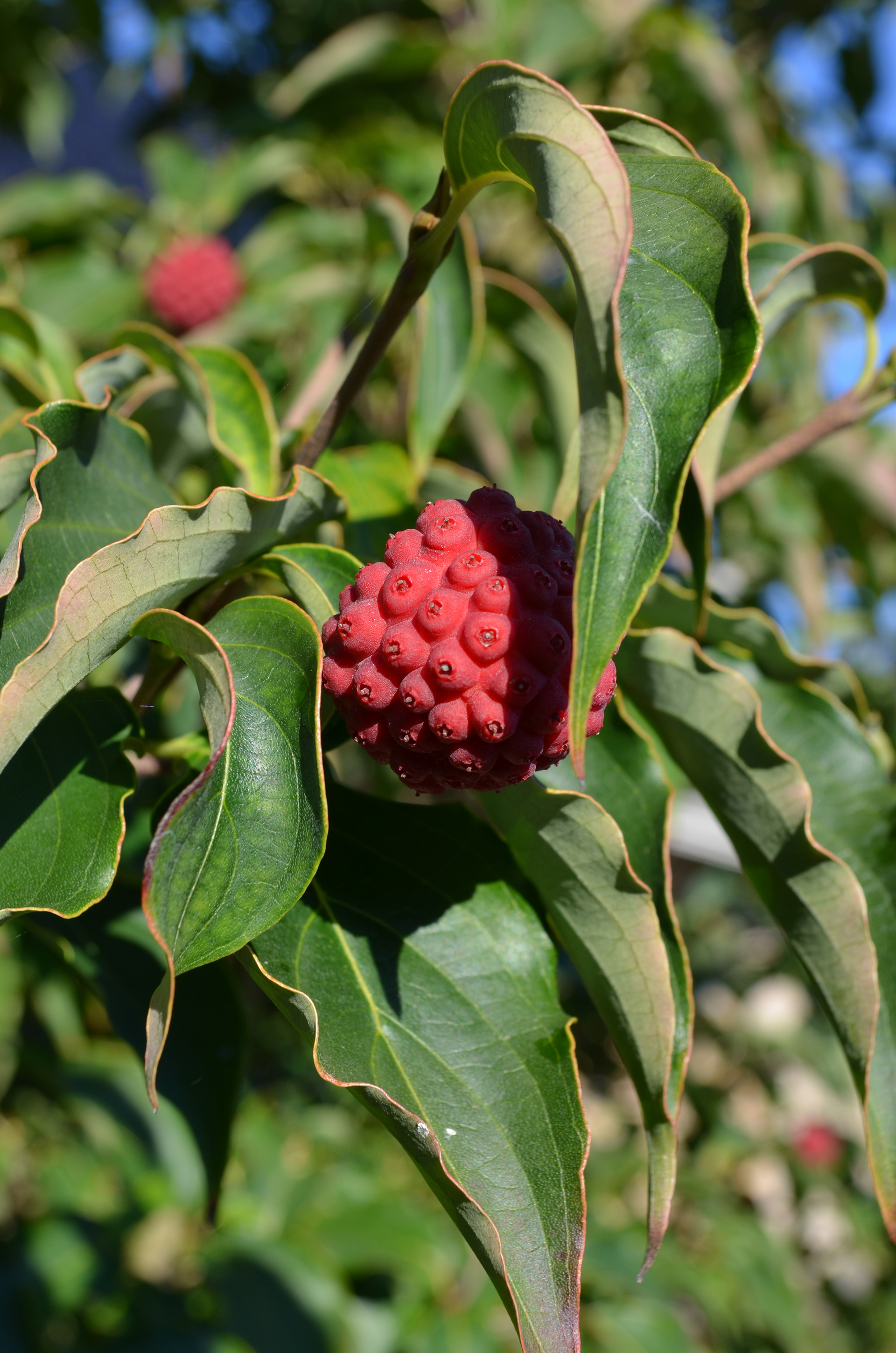 Cornus