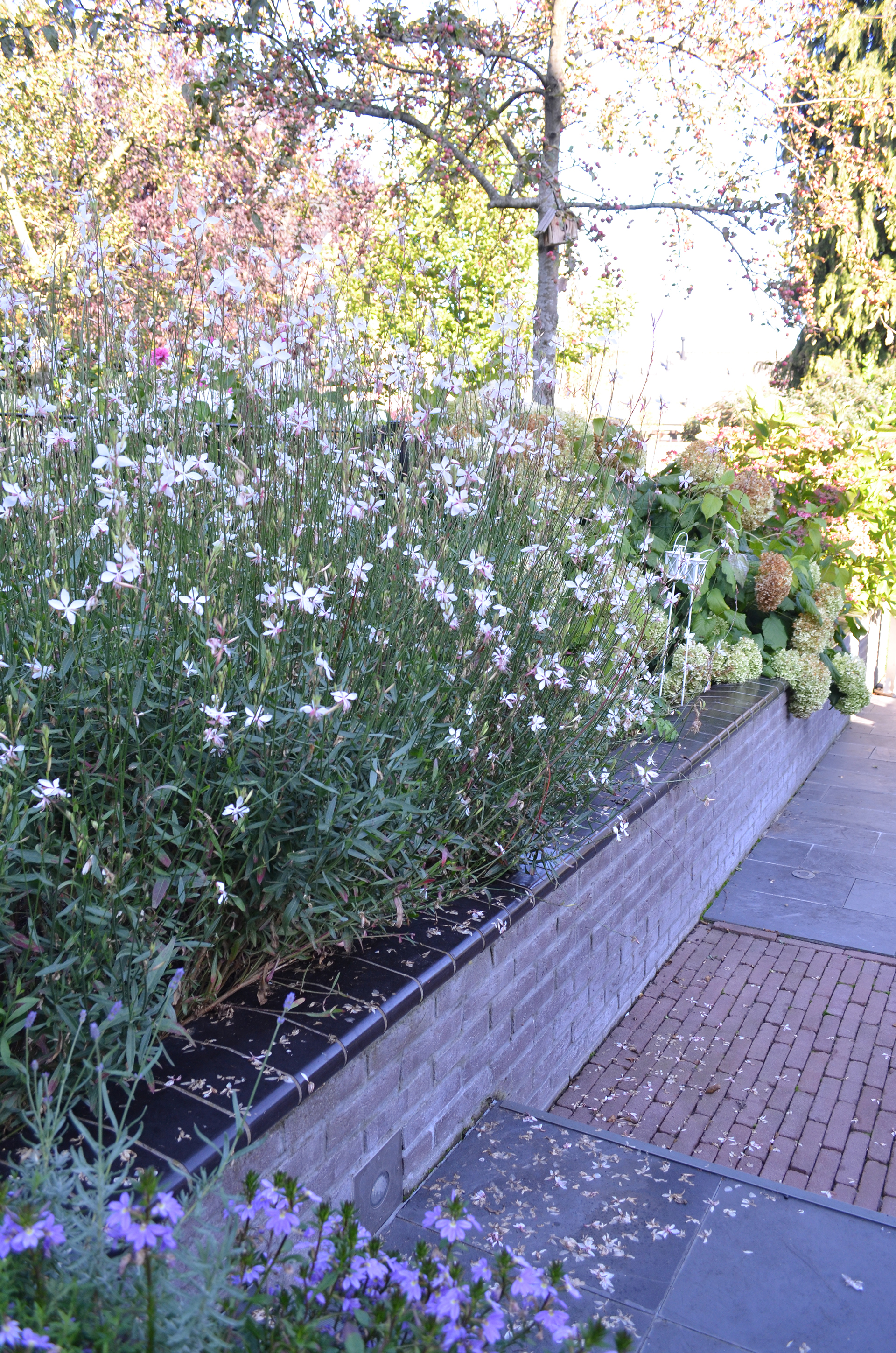 Struik met stenen tuin